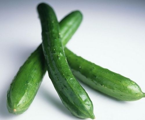 黄瓜- 蔬菜系列 - 华康绿源食品集团-专注蔬菜配送生鲜配送