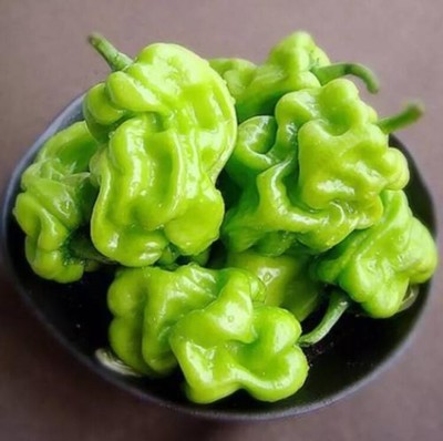 南山莞美膳食管理蔬菜配送